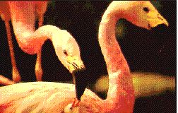 Andean Flamingo